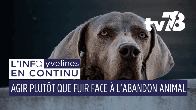 Faire garder son animal dans les Yvelines : toutes les solutions pour éviter l’abandon