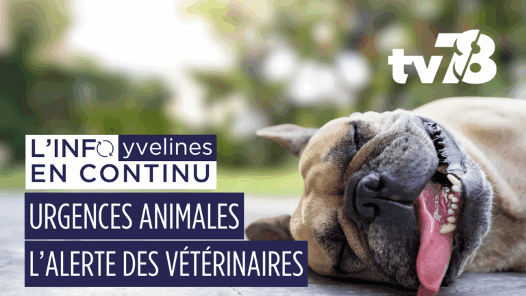 Urgences vétérinaires en été : la check-list santé 3115 pour partir tranquille