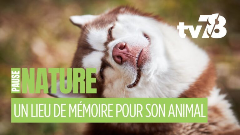 Un cimetière animalier voit le jour à Maurepas : une première à Saint-Quentin-en-Yvelines