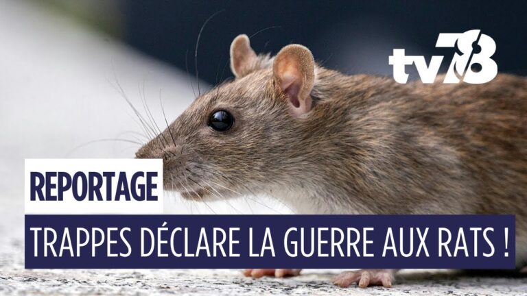 Trappes expérimente une dératisation écologique avec des furets et des chiens