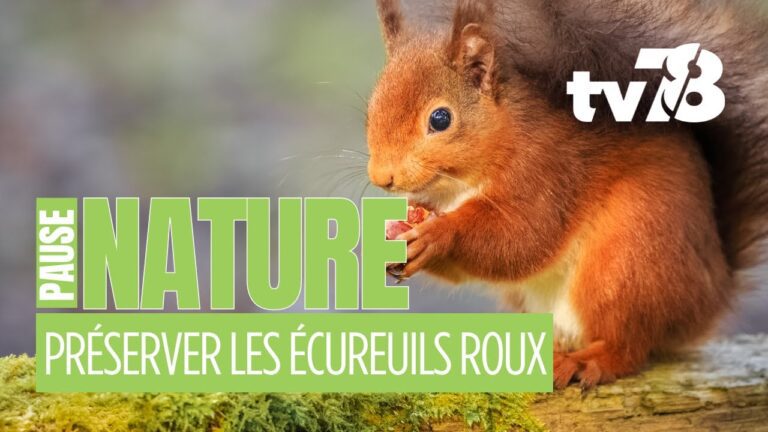 Environnement : À Méré, des élèves s’engagent pour protéger les écureuils