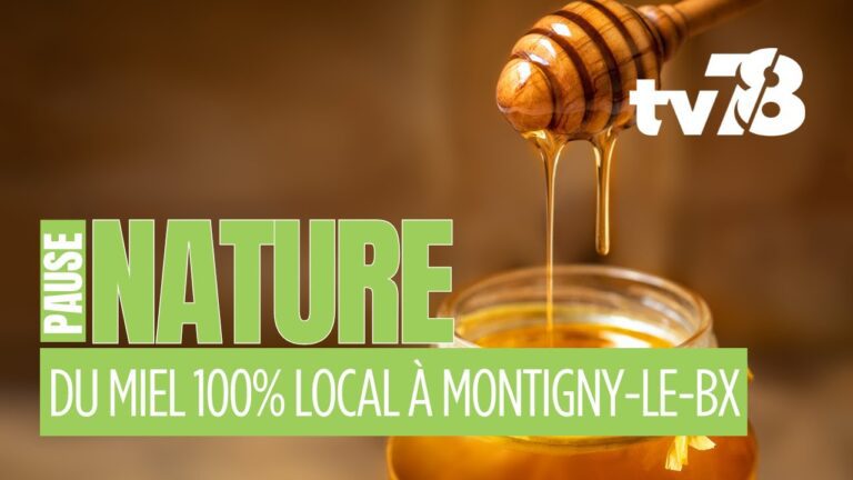 Implantation d’abeilles et fabrication du miel sur Saint-Quentin-en-Yvelines