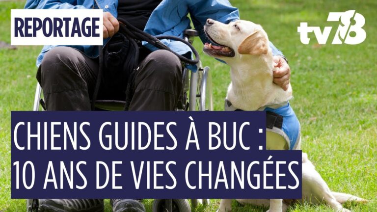 Buc fête 10 ans de chiens guides : 600 chiots, 75 vies transformées