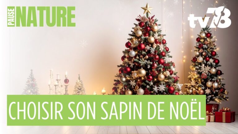 Le guide complet pour un sapin parfait jusqu’au Nouvel An