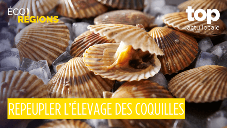 Éco-Régions #21 : giga factory solaire en Moselle, tri des déchets dans l’Aube, coquilles Saint-Jacques en Bretagne et commerce relocalisé