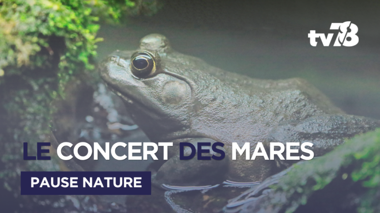 Dans les Yvelines, le concert printanier des grenouilles vertes