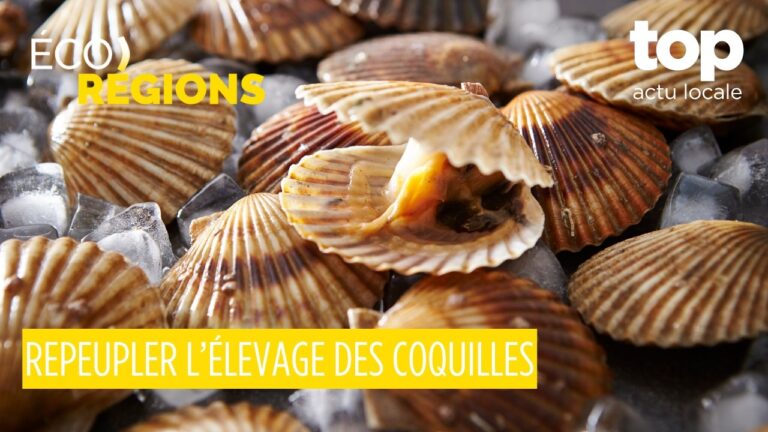 Éco-Régions #21 : giga factory solaire en Moselle, tri des déchets dans l’Aube, coquilles Saint-Jacques en Bretagne et commerce relocalisé