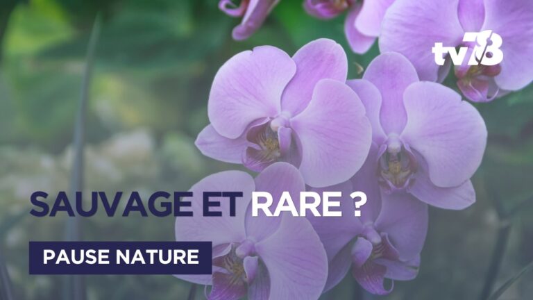 Yvelines : saurez-vous identifier ces 4 fleurs sauvages du printemps ?
