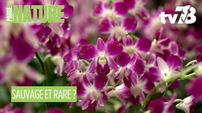 Yvelines : saurez-vous identifier ces 4 fleurs sauvages du printemps ?
