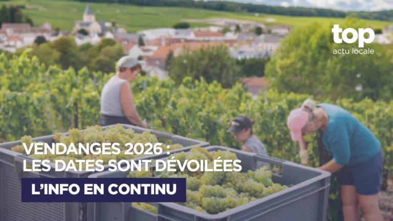Vendanges 2026 en Champagne : les dates de début de récolte commune par commune