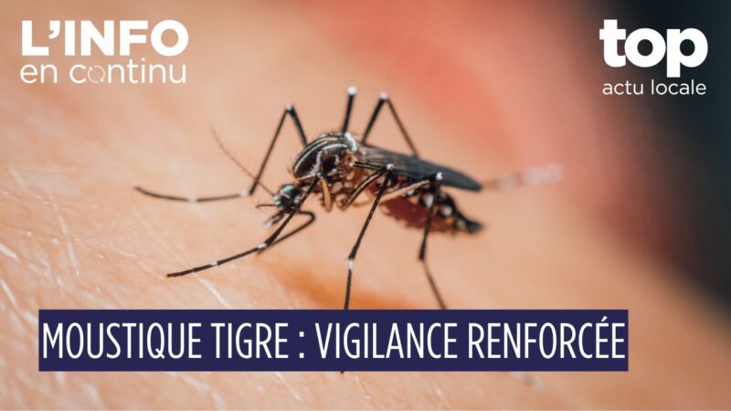 Image for the Tweet beginning: 🦟 Moustique tigre : la